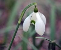 Galanthus Falkland House